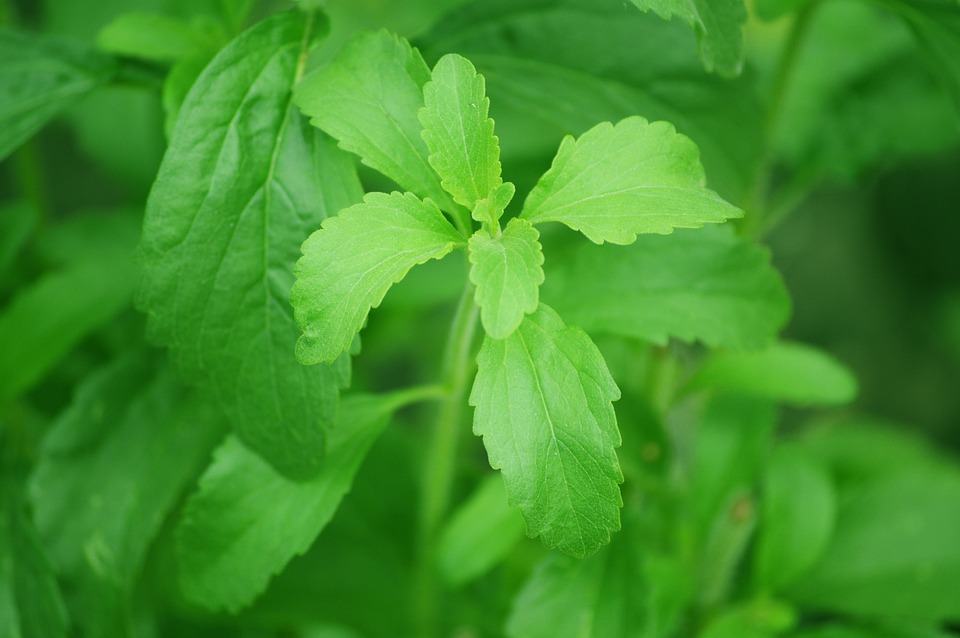 bitter and sweet truth about stevia
